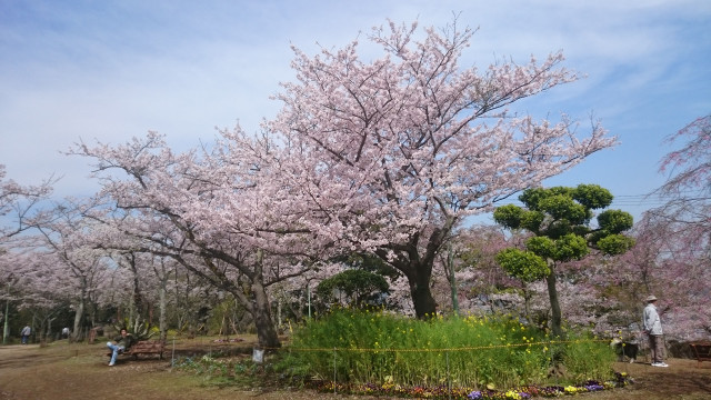 衣笠山公園